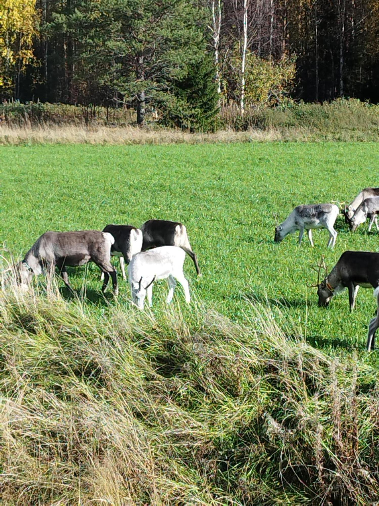 Villa Arctic Ranch Överkalix Esterno foto